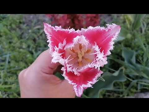 Видео: Тюльпаны в моём саду, много сортов, сравниваем пересорты !