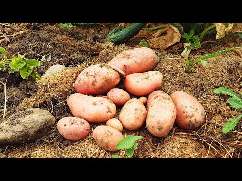 Видео: Первый урожай КАРТОФЕЛЯ на ДИКОМ ОГОРОДЕ. Что еще растёт? Обзор ОГОРОДА на стройке, 2 августа 2020