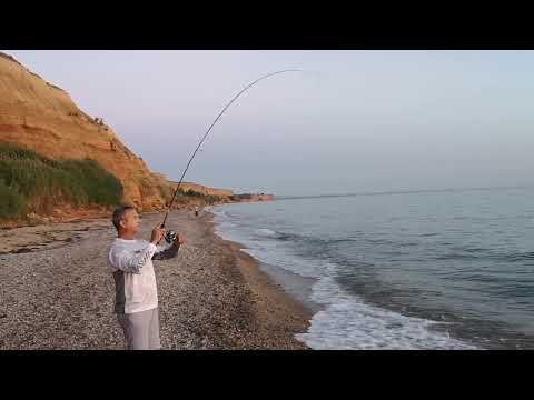 Видео: Rockfishing. Вываживание трофея, Чёрное Море. Горбыль на спиннинг.