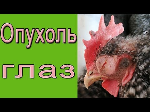 Видео: Чем болеют куры?  Опухают глаза