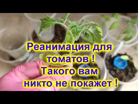 Видео: Честное видео о проблемах с рассадой и их решении