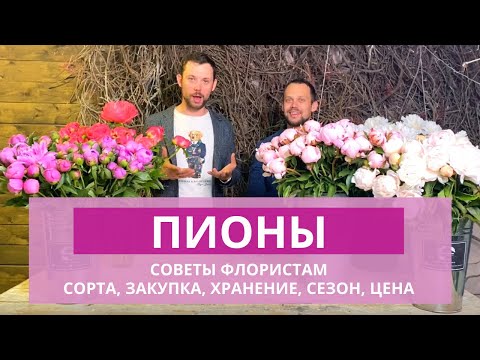 Видео: ВСЕ О ПИОНАХ | Сорта и цена пионов. Как выбирать, хранить пионы? Сезон пионов. Советы флористам.