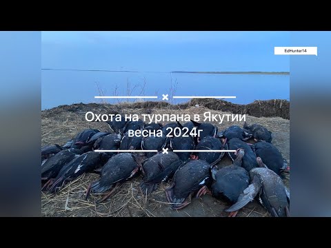 Видео: Охота на турпана в Якутии весна 2024 Часть 1
