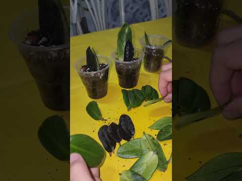 Видео: N⁰-291. Замиакулкась баргларини чатиштиришнинг яна бир усули