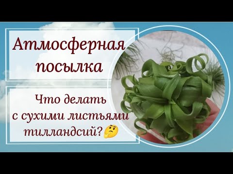 Видео: Атмосферная посылка. Сухие листья у тилландсий, что делать?