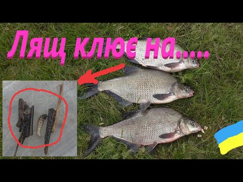 Видео: На що клює ЛЯЩ # Забута наживка #РибачуЯкУмію