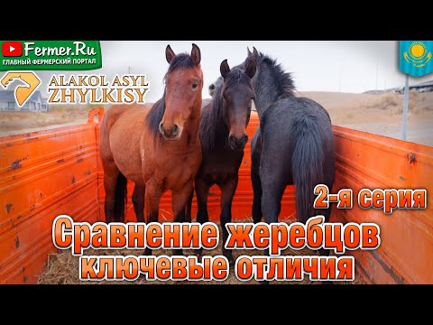 Видео: Секреты упитанности жеребцов: откуда берётся вкусное мясо? Как распределяется жир у лошадей?
