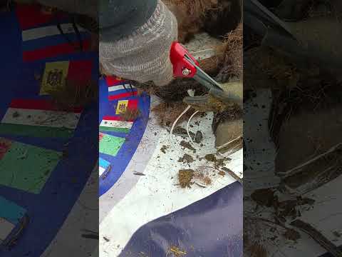 Видео: Новые ножницы для обрезки копыт у овец