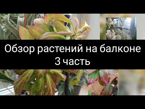 Видео: обзор растений на балконе 3 часть