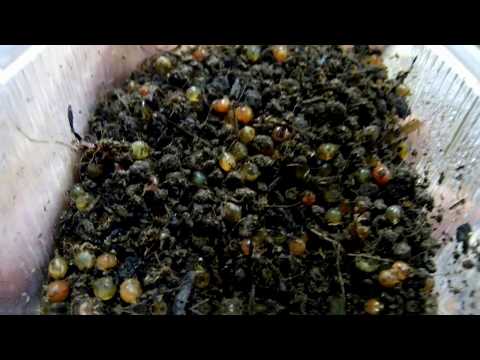 Видео: Дендробена. Маточник. Функция производства коконов выполнена на 100%.