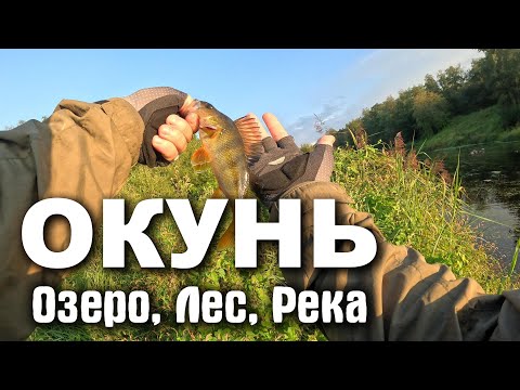 Видео: Сумасшедшая Рыбалка | ОКУНЬ | Озеро Грибы Парк РЕКА | #мормышинг #рыбалка #nanojig #fishing