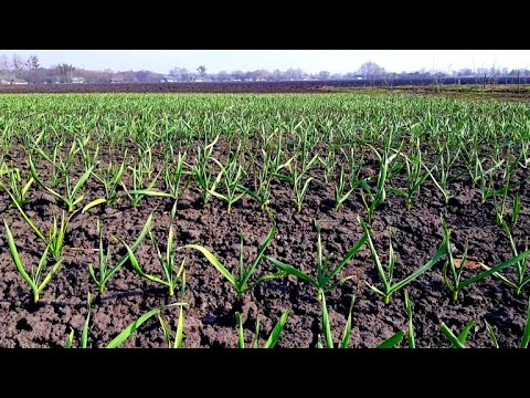 Видео: Повний цикл вирощування часника. Частина 1, посадка.