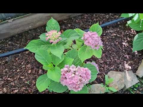 Видео: Пересадка  Крупнолистной  гортензии.