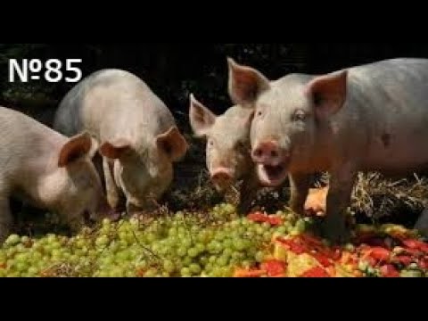 Видео: №85 | КОРМЛЕНИЕ СВИНЕЙ ПО ВОЗРАСТАМ.