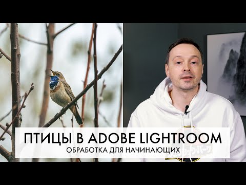Видео: Обработка фотографий ПТИЦ в Adobe Lightroom с самого начала - пошагово | Внеочередной выпуск