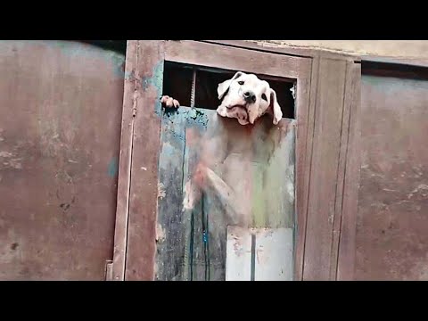 Видео: Запертая в темном, гниющем доме, без света и надежды, она боролась за выживание она снова улыбается