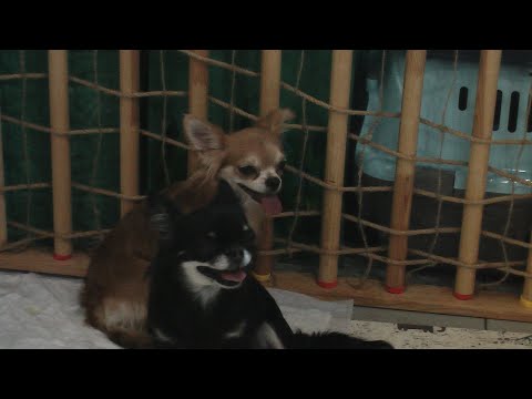 Видео: Гостевой день в команде МиД (Мелкаши Ищут Дом)