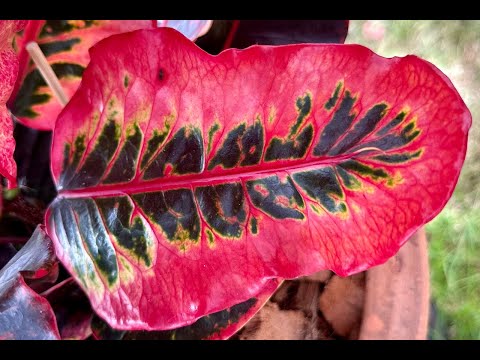 Видео: Кротоны на выставке в Бангкоке. Декабрь 2023