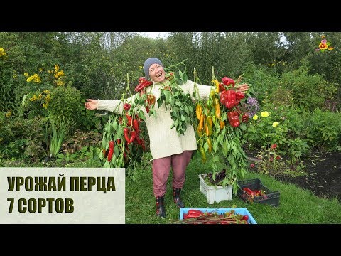 Видео: Самый большой урожай перца! 6 лучших сортов перца для теплицы