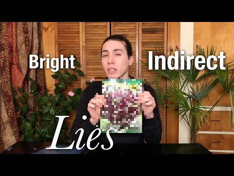 Видео: Почему компании утверждают, что каждое растение «процветает» при слабом или «ярком рассеянном све...