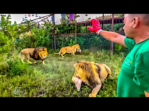 Видео: Вечернее кормление львов и перевод в вольер «ЛЬВИНЫХ КУРОЧЕК» Олега Зубкова)))