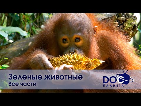 Видео: Зеленые животные. Все части - Документальный фильм - Сборник