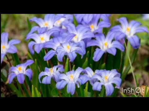 Видео: Створюємо сад безперервного квітування:весняний сезон#декоративнийсад