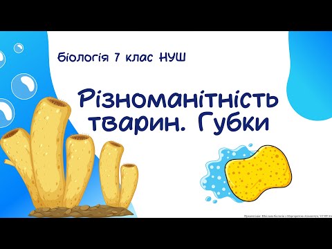 Видео: Біологія 7 клас НУШ Різноманітність тварин  Губки