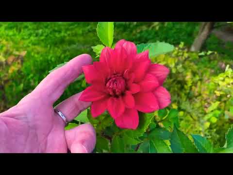 Видео: Всем чудесного утра и доброго дня пятницы 24.10.+7. Мира и любви 