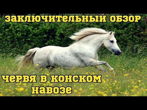 Видео: Червь в трёх литрах конского навоза, спустя три недели.