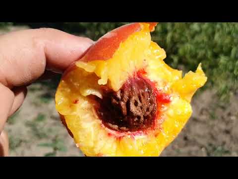 Видео: Персик  топсвіт Т5 , і черговий НЛО.