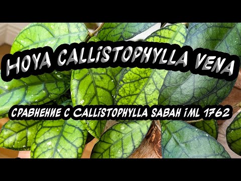 Видео: Hoya Callistophylla Vena Сравнение с Callistophylla Saba IML 1762