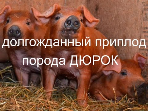 Видео: ДЮРКИ, долгожданное пополнение...