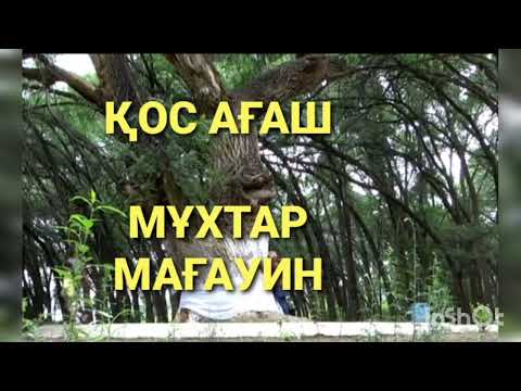 Видео: ҚОС АҒАШ | МҰХТАР МАҒАУИН | ӘҢГІМЕ