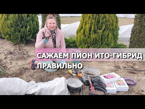 Видео: КАК ПОСАДИТЬ ПИОН ИТО ПРАВИЛЬНО | Посадка ИТО-пиона