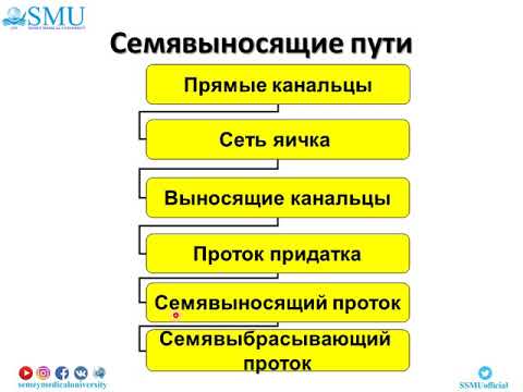 Видео: Лекция Гистология мужской половой системы