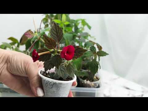 Видео: Предложение по излишкам растений на 06.06.25г🌸🌿☘️#комнатныерастения #plants #цветы #garden