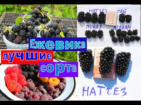 Видео: ЕЖЕВИКА ЛУЧШИЕ СОРТА
