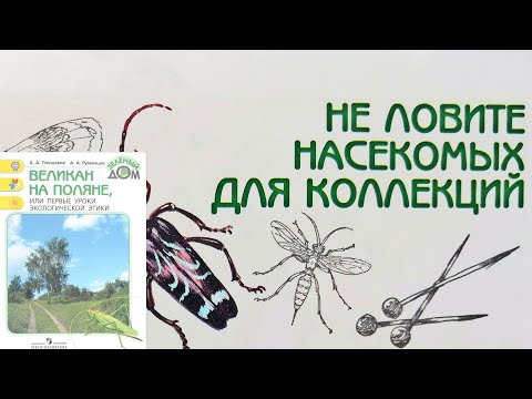 Видео: Не ловите насекомых для коллекций. Великан на поляне