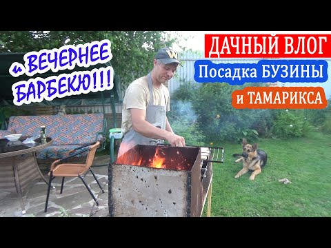 Видео: ДАЧНАЯ ЖИЗНЬ - ВЛОГ. Посадка БУЗИНЫ, ТАМАРИКСА. Спилили яблоню. Вечернее БАРБЕКЮ на даче!