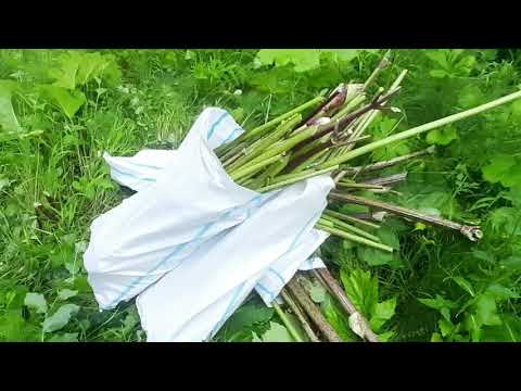 Видео: Самогон из борщевика. Второй сезон. Первая серия.