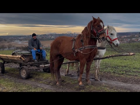 Видео: Коні на продажу💣Метелиця перший раз у возі💪Перший урок пройдено!Гарфілд не пасе задніх🥊