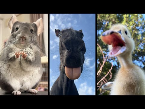 Видео: Cute and funny ANIMALS🐯Videos🔶 Сompilation  # 4🔶