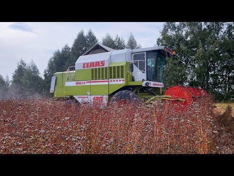 Видео: Молотимо гречку.2023. Claas 108 SL Maxi.