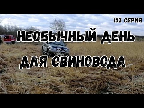 Видео: Необычный день для свиновода.Сезон охоты открыт..