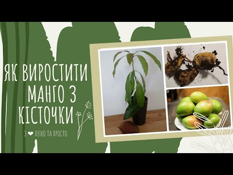 Видео: Как вырастить манго с косточки. Уход за МАНГО.