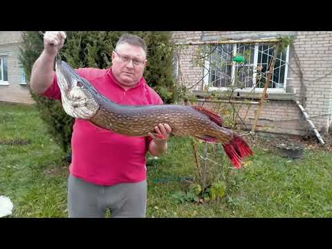 Видео: Щука в октябре.11.кг.24.10.2025.