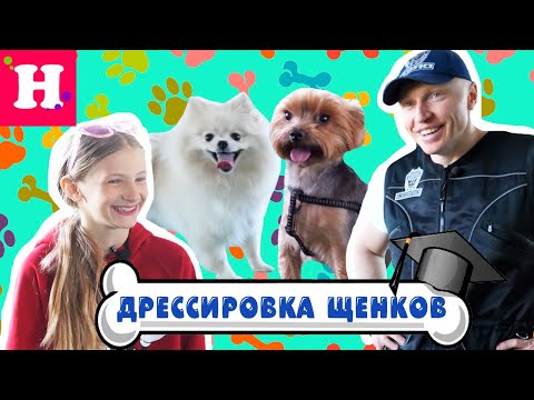 Видео: 🤫 Дрессировка щенков, ПЕРВЫЕ ШАГИ В ДРЕССИРОВКЕ СОБАК ЛЮБОЙ ПОРОДЫ  🤫 СЕКРЕТЫ КИКИ И МАЙКЛА