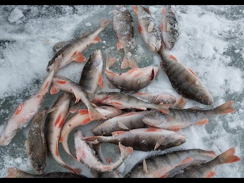 Видео: Белоярское 11.03.24