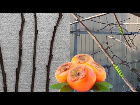 Видео: Мультипрививка Хурмы Никитская, Кэмпбелл, Прок, Чейз